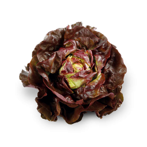 Kopfsalat rot