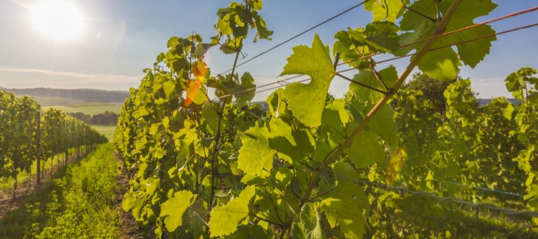 Haut Médoc