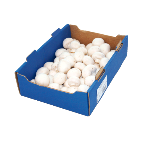 Champignons weiss