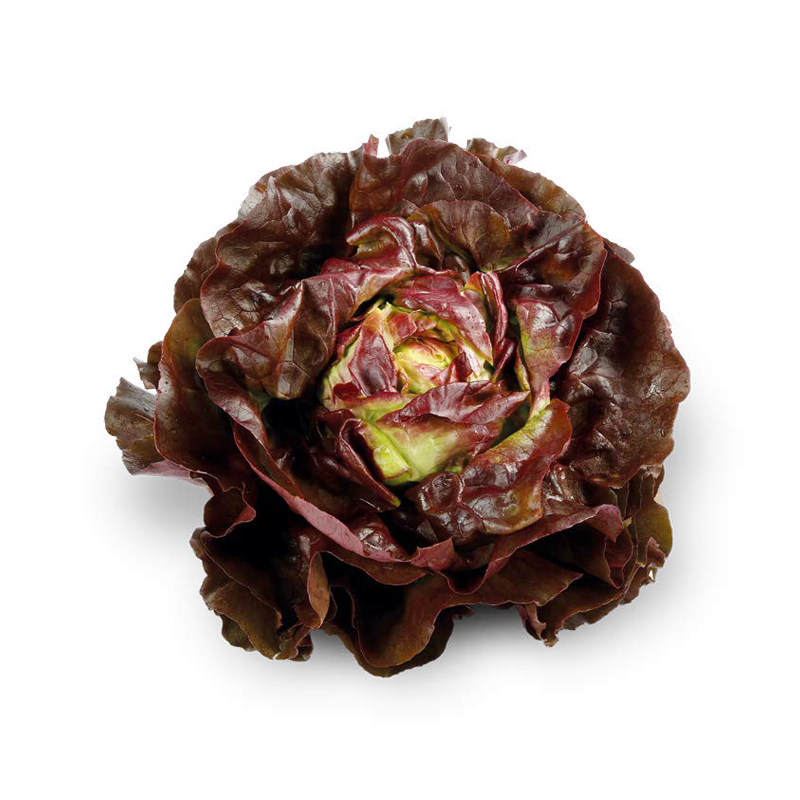 Kopfsalat rot