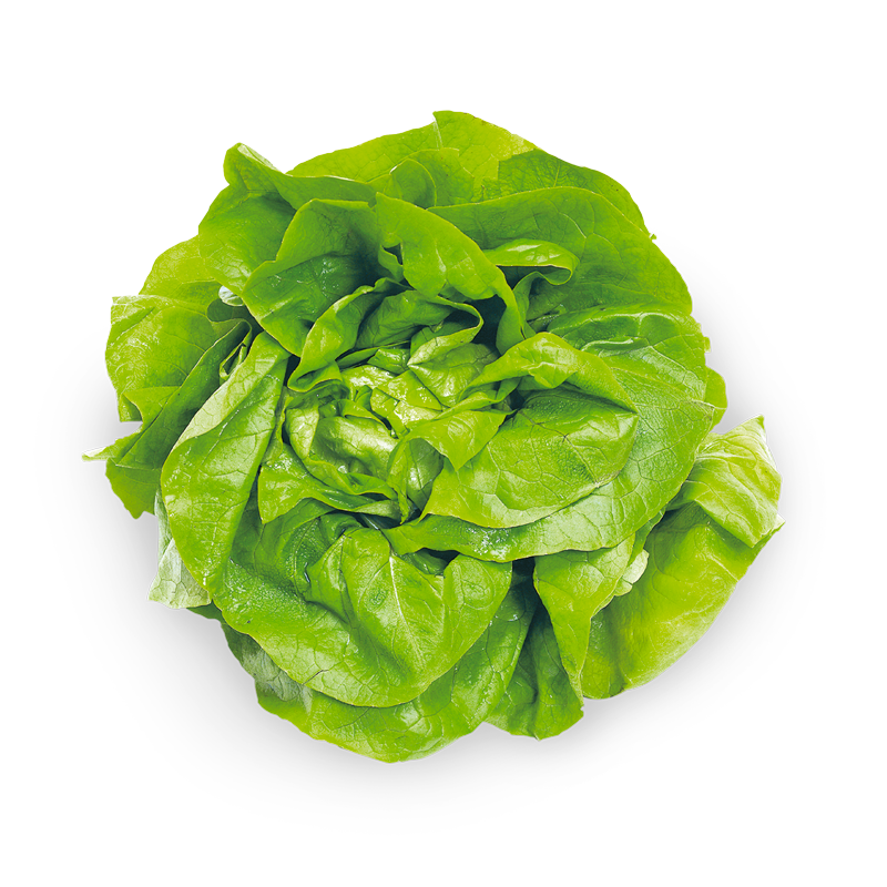 Kopfsalat grün