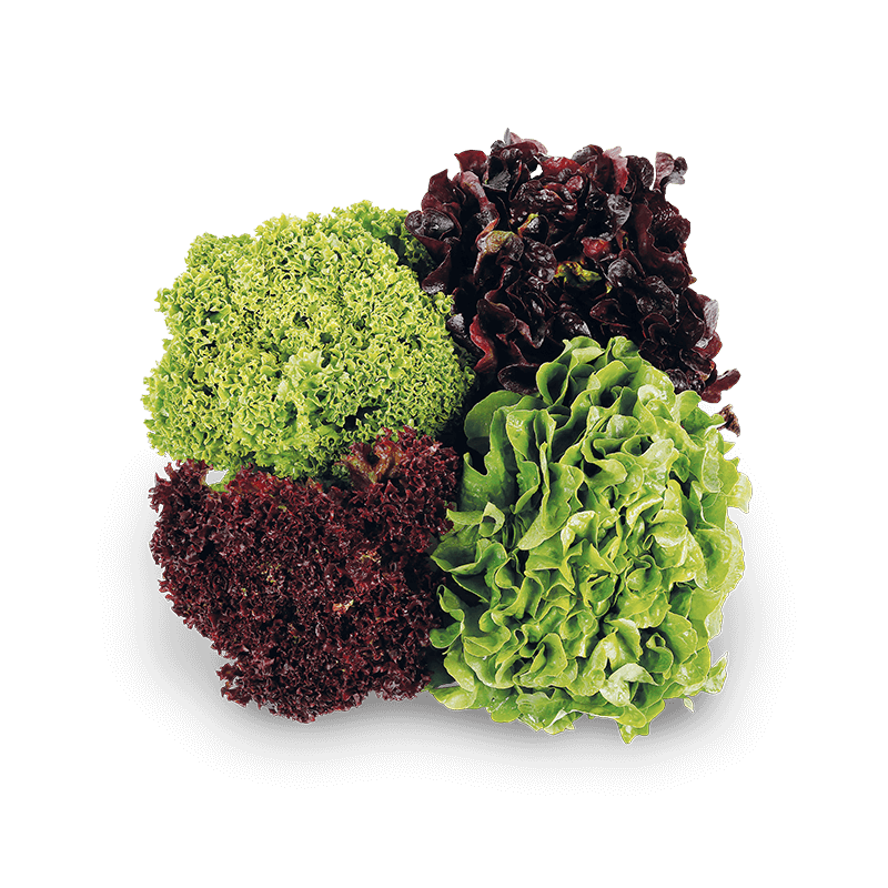 4 Sortensalat