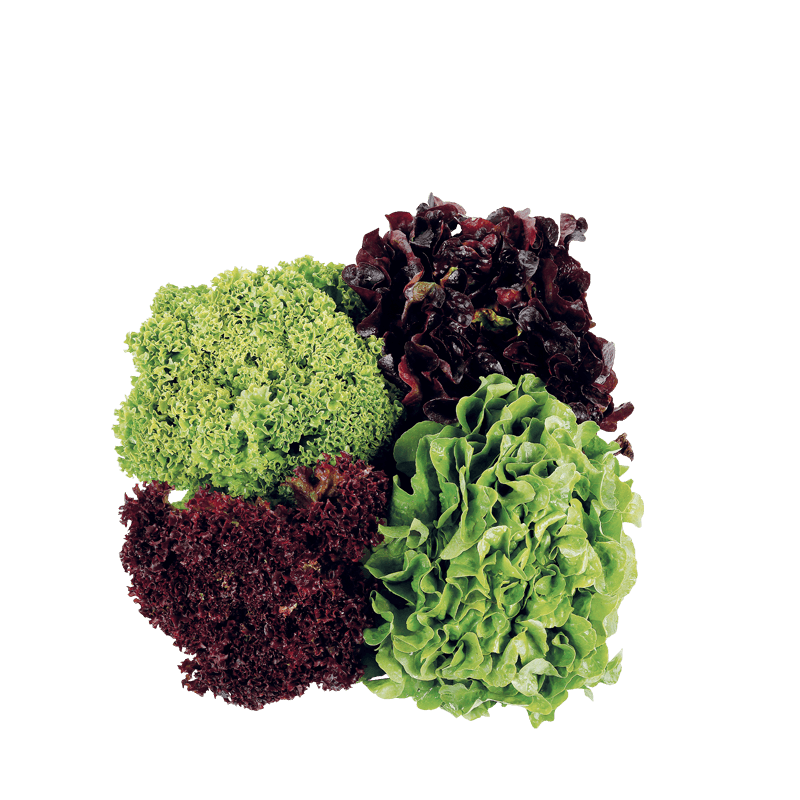 4 Sortensalat