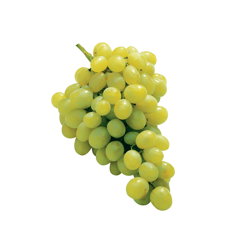 Trauben UVA Italia