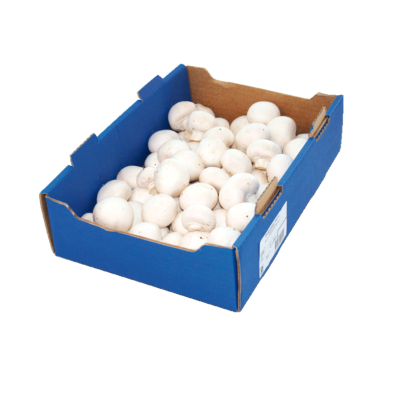 Champignons weiss