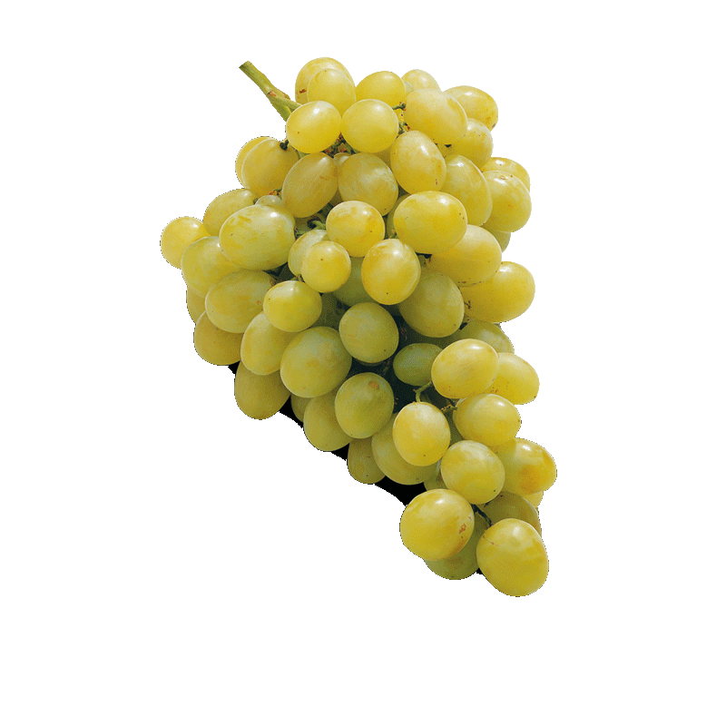 Trauben UVA-Italia